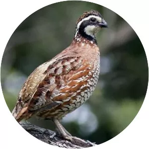 Northern bobwhite - Bird