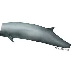 Northern bottlenose whale