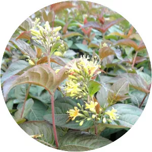 Northern bush honeysuckle