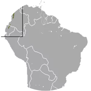 Northern caenolestid