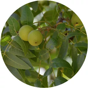 Northern California Walnut - Plants