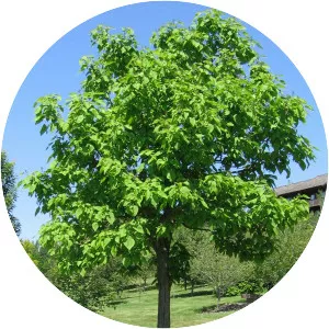 Northern catalpa