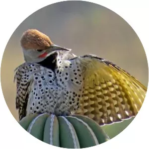 Northern flicker