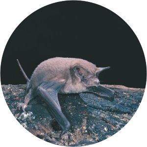 Northern freetail bat - Animal