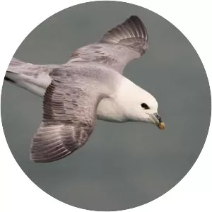 Northern fulmar - Birds
