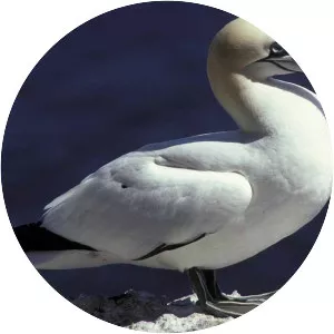 Northern gannet