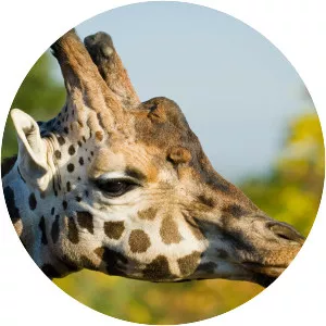 Northern giraffe photograph