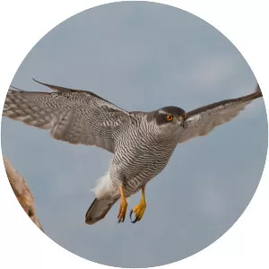 Northern goshawk