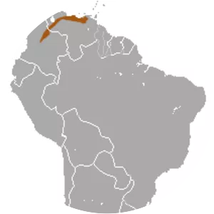 Northern gracile opossum - Animal