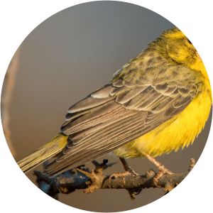 Northern grosbeak-canary - Birds