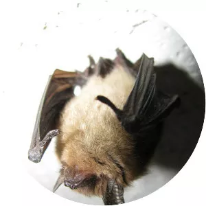 Northern long-eared myotis