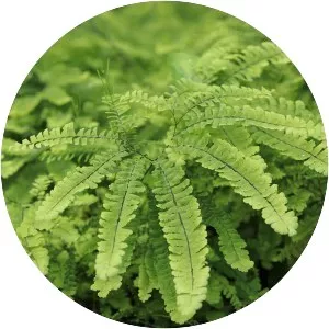 Northern maidenhair fern