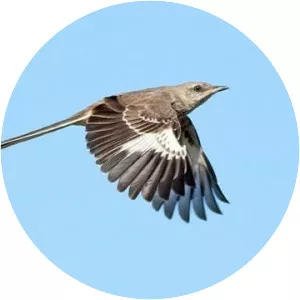 Northern mockingbird