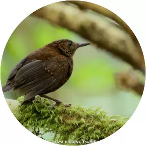 Northern nightingale-wren