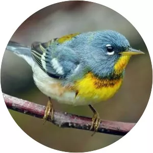 Northern parula