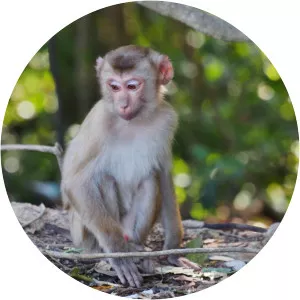 Northern pig-tailed macaque