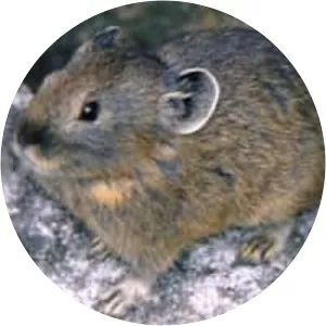 Northern pika - Animal