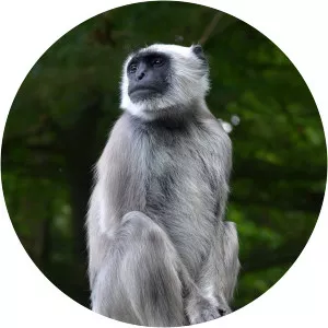 Northern plains gray langur