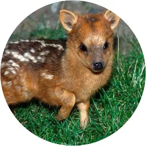 Northern Pudu - Animal