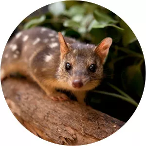 Northern quoll