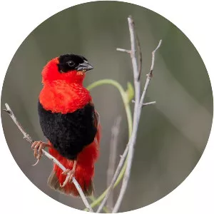 Northern red bishop