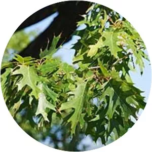 Northern Red Oak - Plants