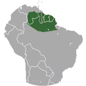 Northern red-sided opossum - Animal