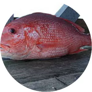 Northern red snapper