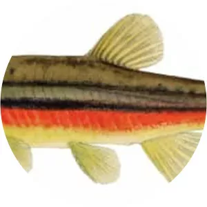 Northern redbelly dace