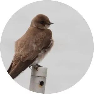 Northern rough-winged swallow