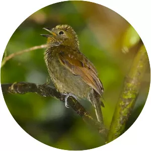 Northern schiffornis