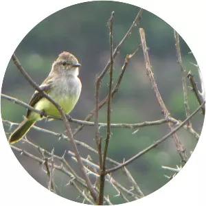 Northern scrub flycatcher