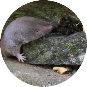 Northern short-tailed shrew