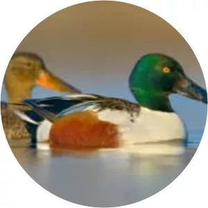 Northern shoveler