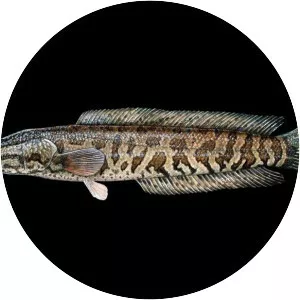 Northern snakehead