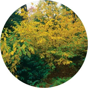Northern spicebush - Plants