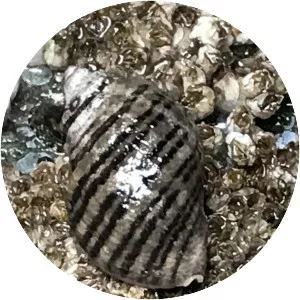 Northern striped dogwinkle