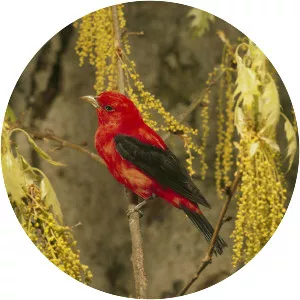 Northern tanagers