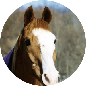 Northern Taste - Horse