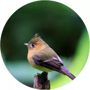 Northern tufted flycatcher