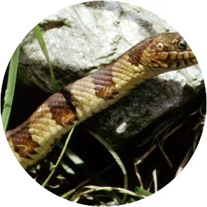 Northern water snake