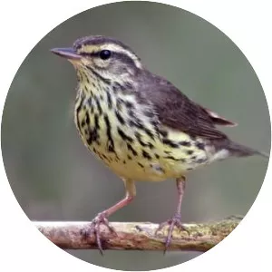 Northern waterthrush