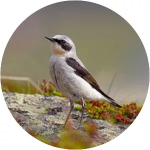 Northern wheatear - Bird