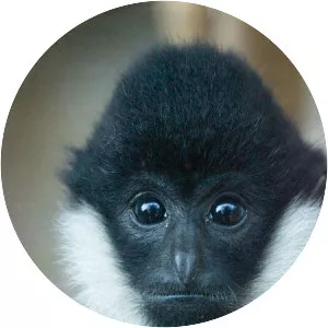 Northern white-cheeked gibbon