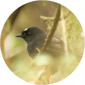 Northern white-crowned tapaculo - Bird
