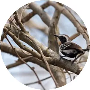 Northern white-fringed antwren