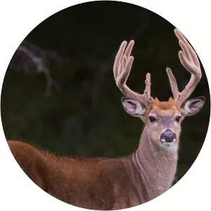 Northern Whitetail ExplosionSince 2021 - TV program