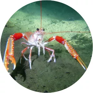 Norway lobster