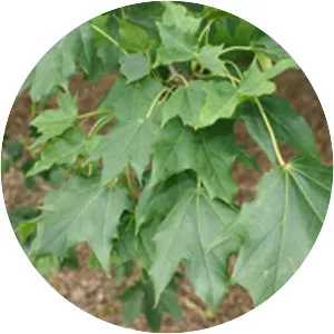 Norway maple