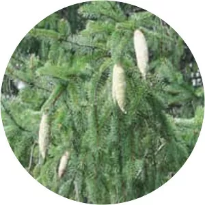 Norway spruce
